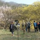 이천산수유마을 이미지