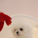 럽댕 강아지분양 이미지