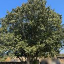 이호공원 | 제주 서쪽 애월 가볼 만한 곳 '파호이호이 라바필드 파크', 용암지질공원 3월 무료입장