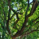 둔덕농협주유소 이미지