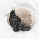 바오김밥 이미지