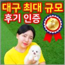 GR(대구광역시 달성군)-[대실역남로4길]-상-1 | 대구애견분양 반려견입양 후기