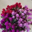 천일홍씨 여러색 선택 나눔 이미지