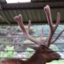 장생사슴농장 이미지