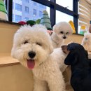 털로덮인친구들 수원시청역점 네이버블로그