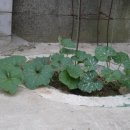 푸른잎사귀 이미지