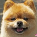 영덕사랑동물병원