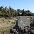매화농원 | 제주 서귀포 가볼만한 곳 2월의 매화 명소 "한라매향농원" 후기