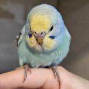 소사지구대 이미지