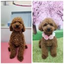포동이 펫살롱 이미지