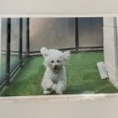 개나리 애견유치원 이미지