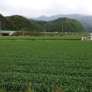 영천 국민일보