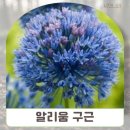 레움