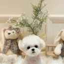 퍼피빌리지 이미지