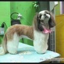 도토리 펫살롱 네이버블로그