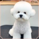 미래펫미용 이미지