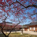 순천매산여자고등학교 | 봄의 붉은 속삭임, 순천 홍매화 명소에서 만나는 황홀경