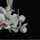 남해-115 이미지