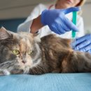 성내동물병원 이미지