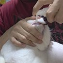 송이캣 | 고양이 치약 추천 고양이 뿌리는 치약 &amp; 손가락 칫솔 성공 후기