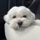 버블리독 이미지