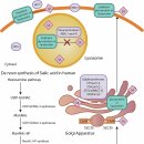 Re: 귀한 녹용을 전처리(특히 효소)해서 100도, 24시간 끓일때 가장 효과적 2020 이미지