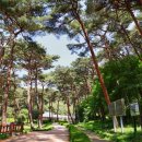 안면도자연휴양림 이미지