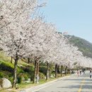 벚꽃길 이미지