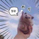 고롱고롱 이미지