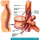 Spinal Cord 이미지