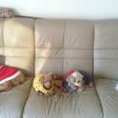 펫 게스트하우스 이미지