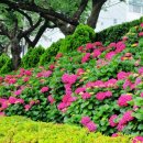 온천천시민공원 수국 이미지