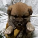 부곡파출소 버스정류장 이미지