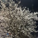 버들로 | [천안원성동] 100식당 | 원성천벚꽃데이트 후 가기좋은 냉삼맛집❤️ (벚꽃냉삼먹고온 후기)