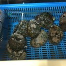 반도맨션 앞 이미지