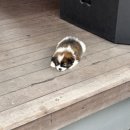 해피퍼피 | [발리여행]해피 퍼피 요가우붓 가격 및 후기