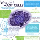 Re 면역세포와 면역 반응 - Ag+Ab반응에 대한 큰그림의 이해 이미지