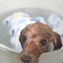 퍼피인더바스 이미지