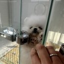 펍스에비뉴