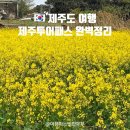 1426 | [제주투어패스 꿀팁] 입장+카페 5곳 무료로 46000원 아낀 리얼 후기