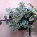 기쁨이네농장 이미지