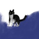 뚱보 고양이 이미지