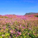 황매산 철쭉 이미지