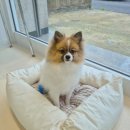 월드애견미용실 이미지