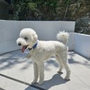 블루멍S 이미지