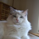 고양이샵 이미지