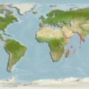 어류도감 이미지