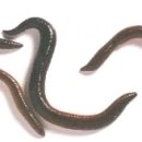 꼬불이네 이미지