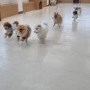 아르멍미르멍 이미지