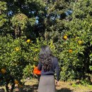 중문제일공인중개사사무소 | 제주여행 2일차 :: 감귤소녀 귤 따기 체험/번네식당 갈치조림/카페 사우스쇼어